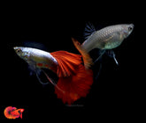 Dumbo Red Tail Ribbon Guppy
